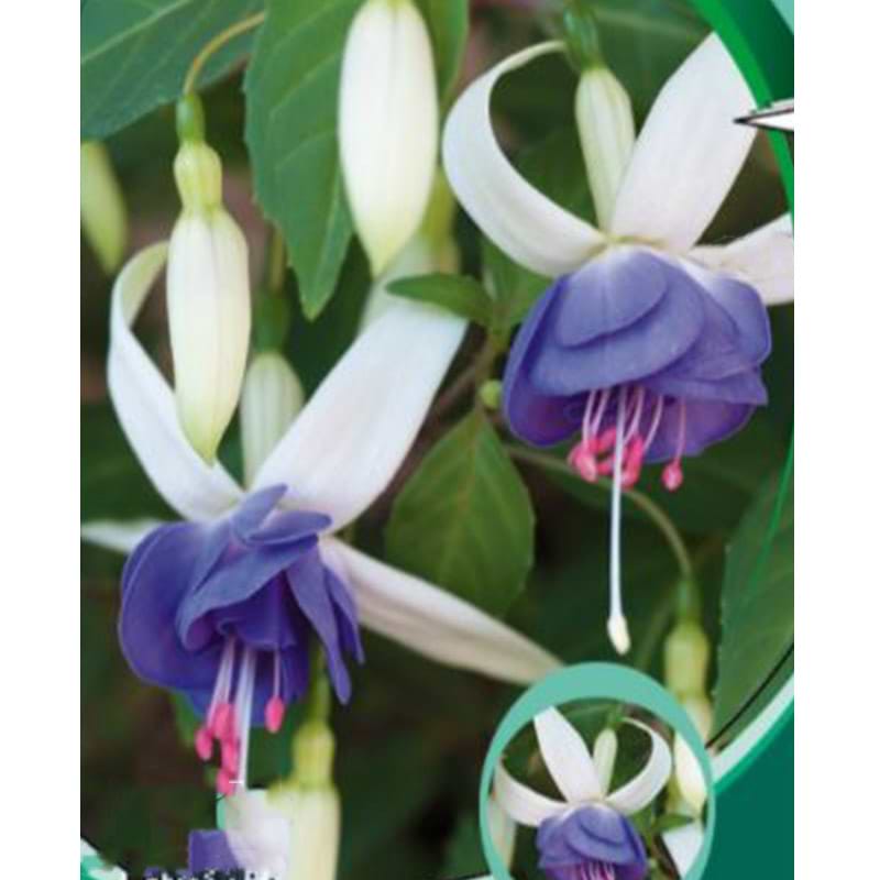 Havefuchsia 'Delta's Sarah'