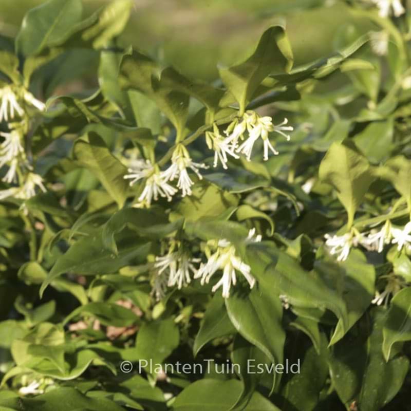 Sacococca confusa