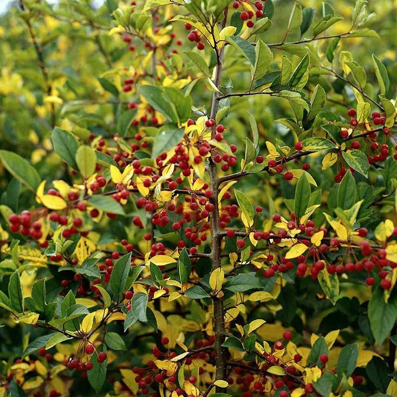 Sargentæble