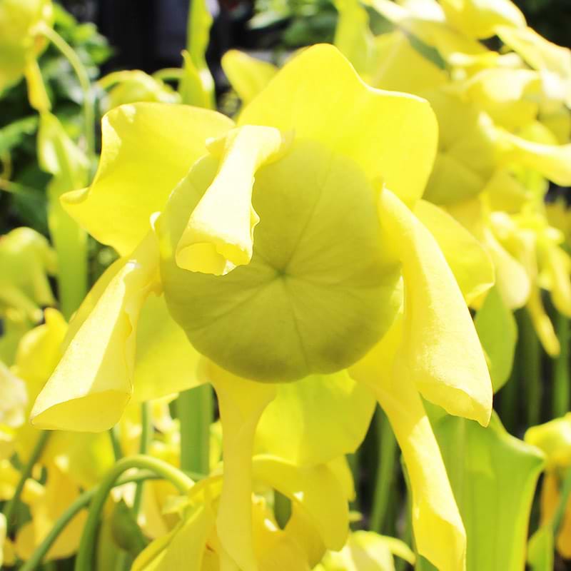 Sarracenia flava gul
