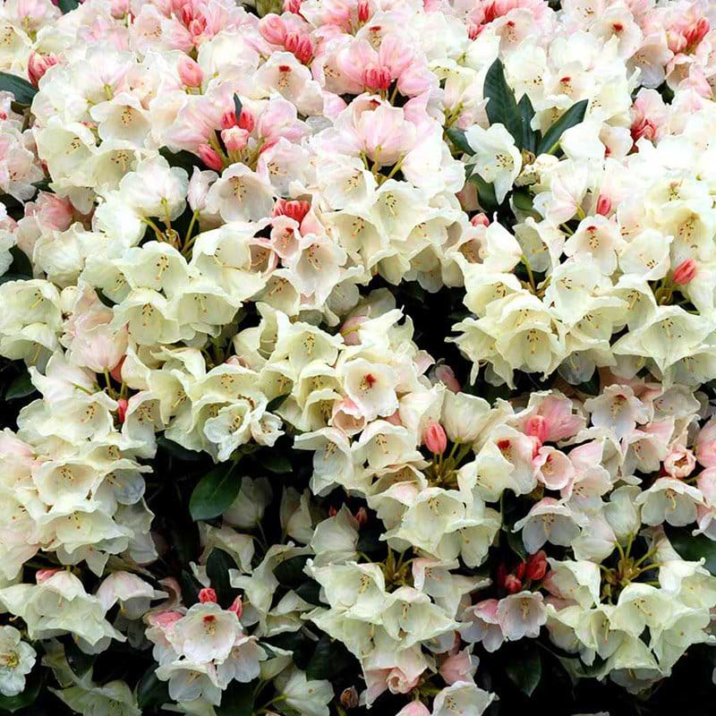 Rhododendron babette