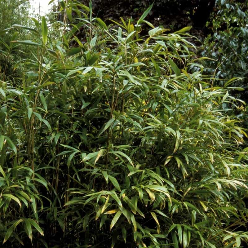 Bambus Japansk (Pseudosasa japonica) 80-120 cm