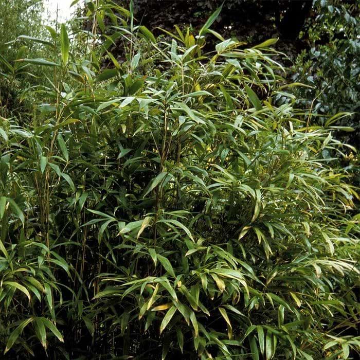 Bambus Japansk (Pseudosasa japonica) FLERE VARIANTER