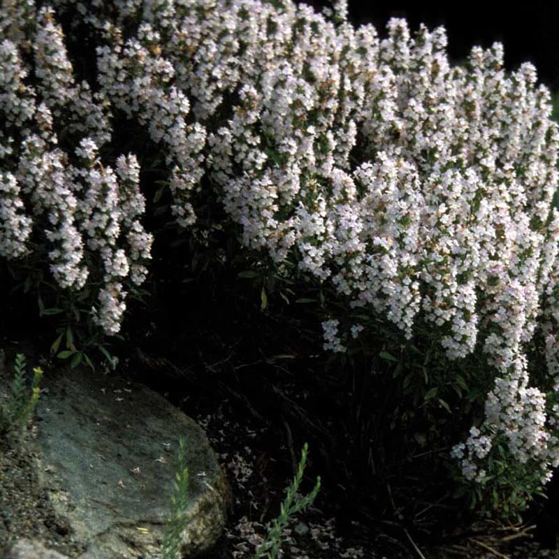 Vintersar Satureja montana blomst