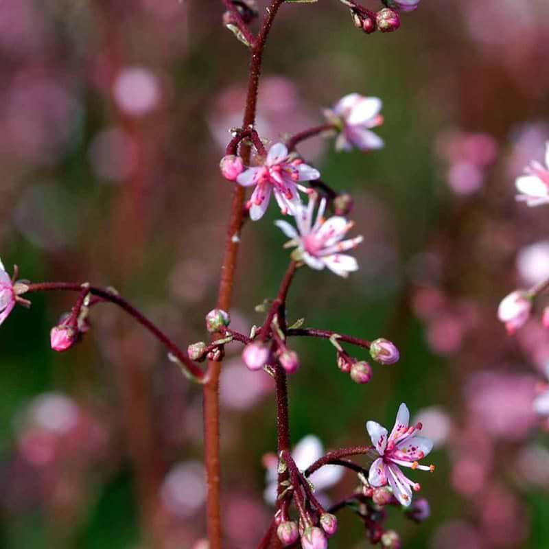 Stenbræk Elliott´s Variety blomst