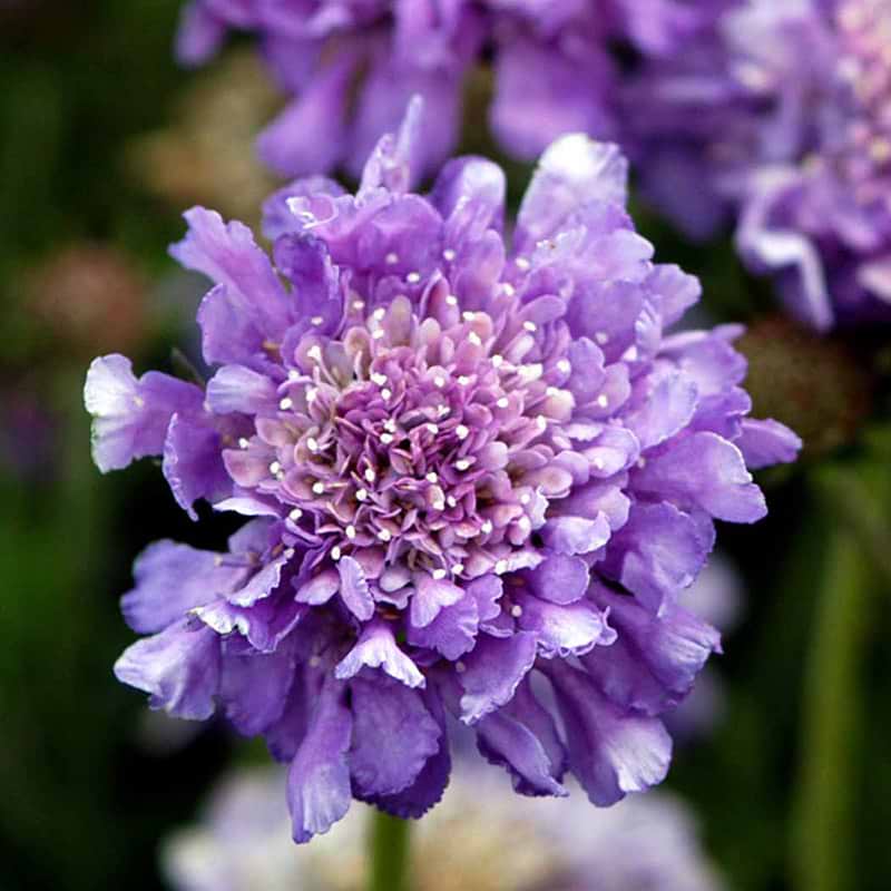 Due Skabiose Scabiosa columbaria Butterfly Blue