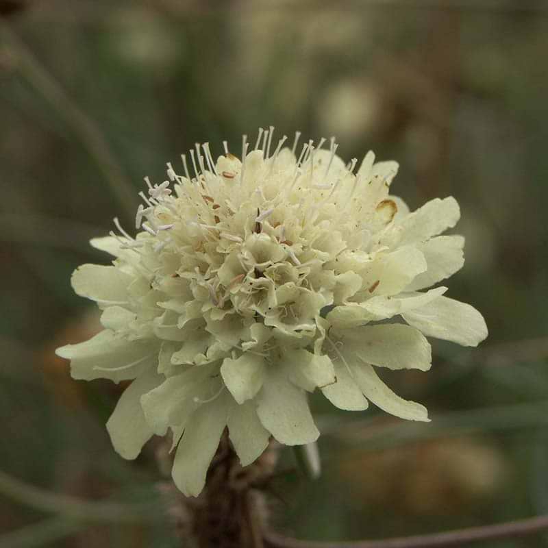 Scabiosa 