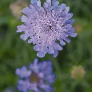 Scabiosa japonica var. alpina