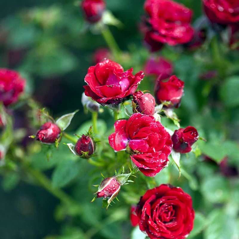 Scarlet Hit rose
