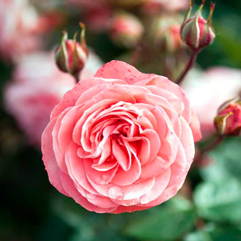 Schackenborg rose og knop