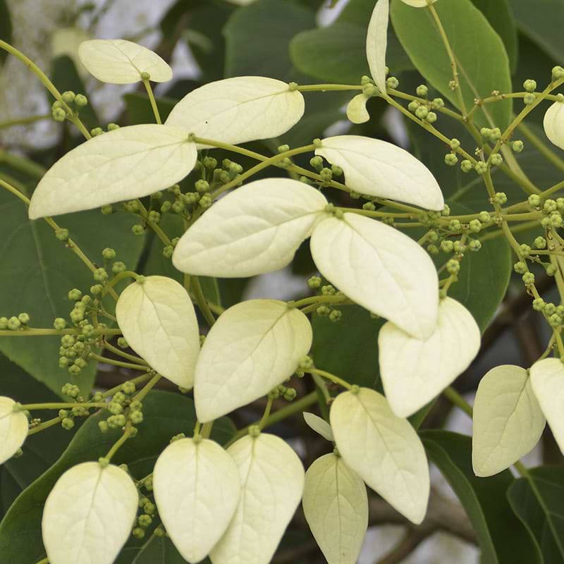 Schizophragma faurieri Angel Wing 