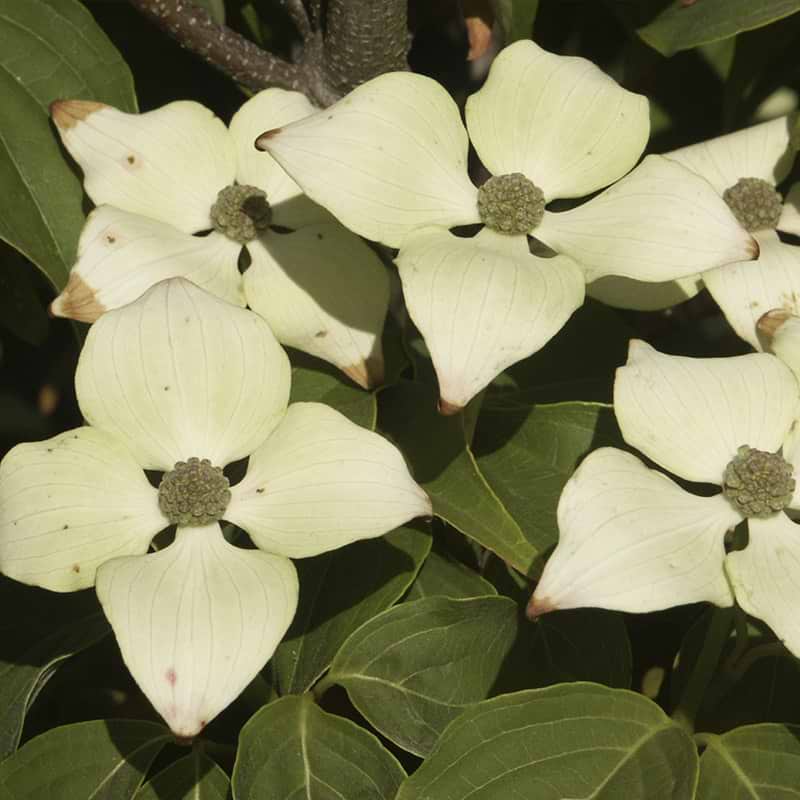 Koreakornel hvide blomster