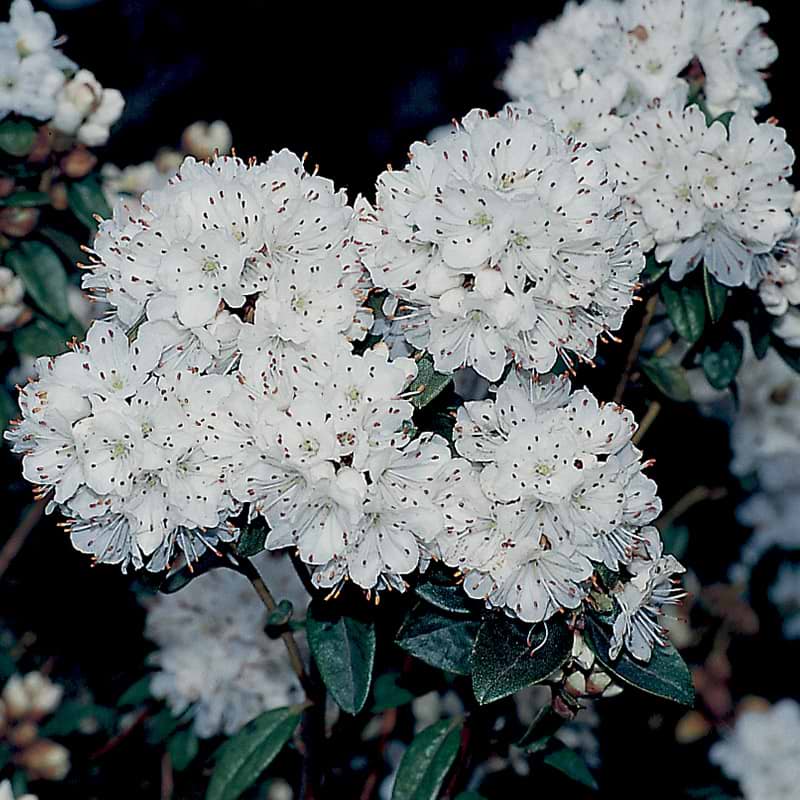 Rhododendron schneeflökchen