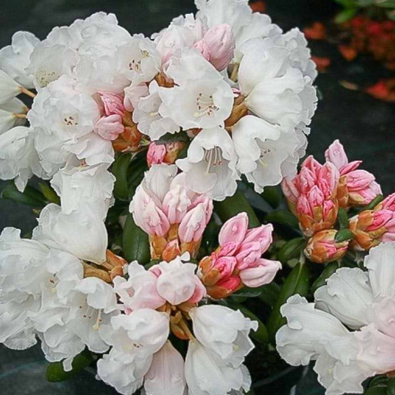 Rhododendron Schneekissen