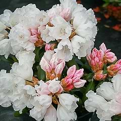 Rhododendron (Rhododendron yak. 'Schneekissen') 30-40cm 