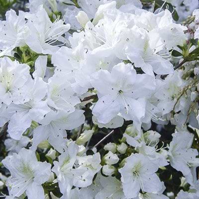 hvid azalea