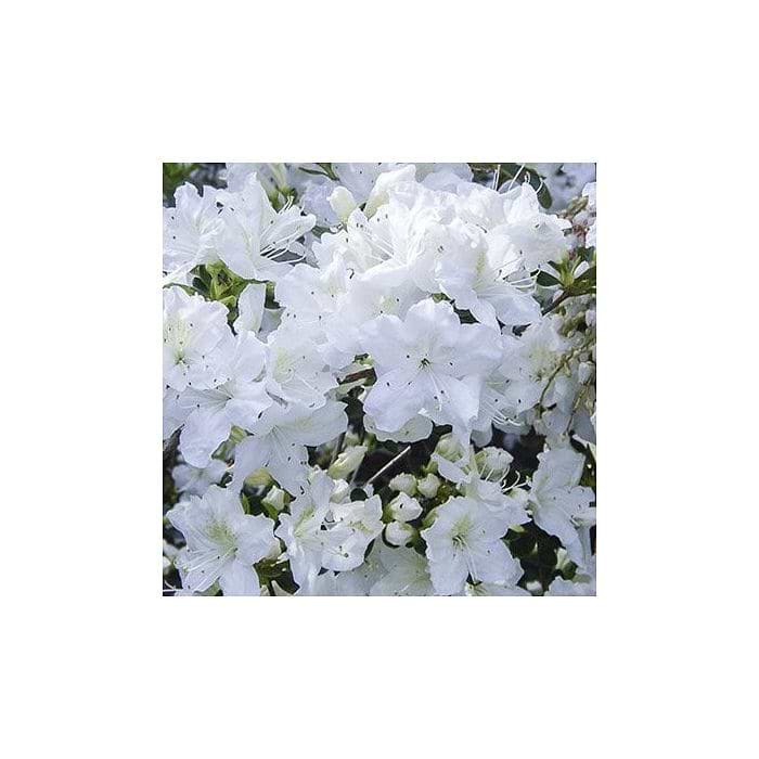 Japansk Azalea (Rhododendron 'Schneesturm') 20-30 cm