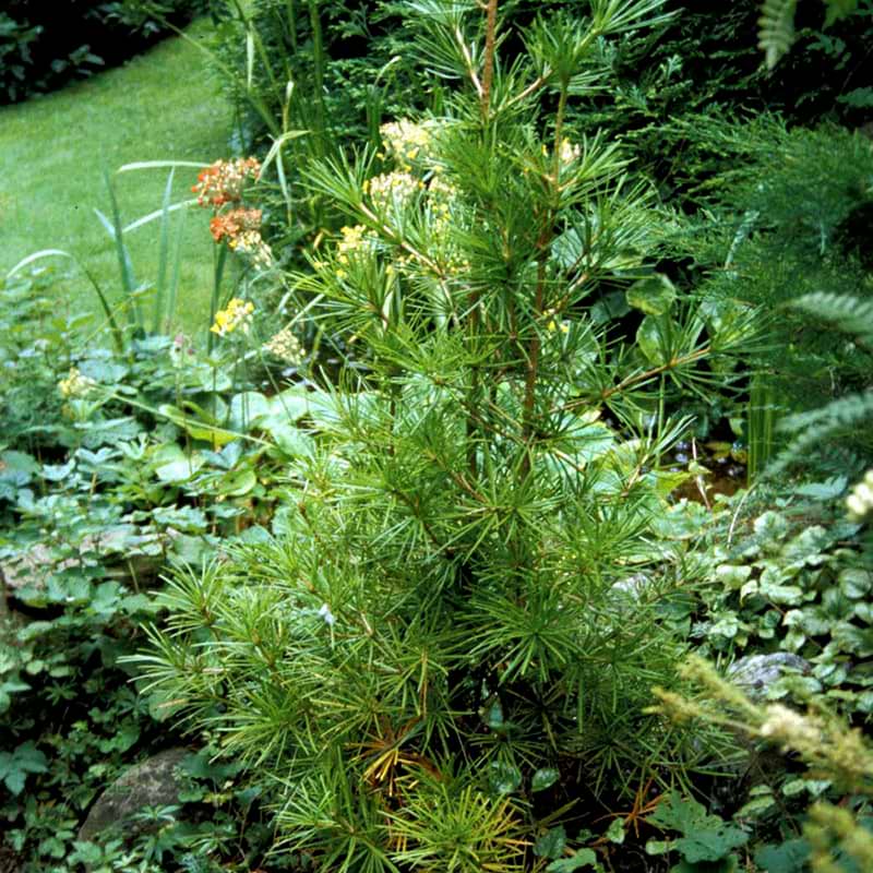 Sciadopitys verticillata stedsegrøn