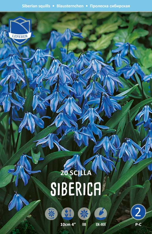 Blå Scilla