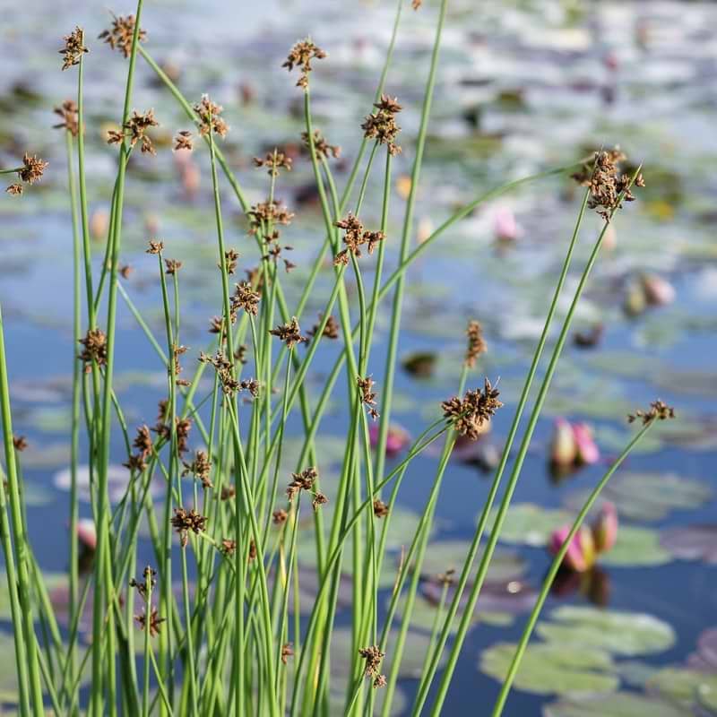 Scirpus lacustris