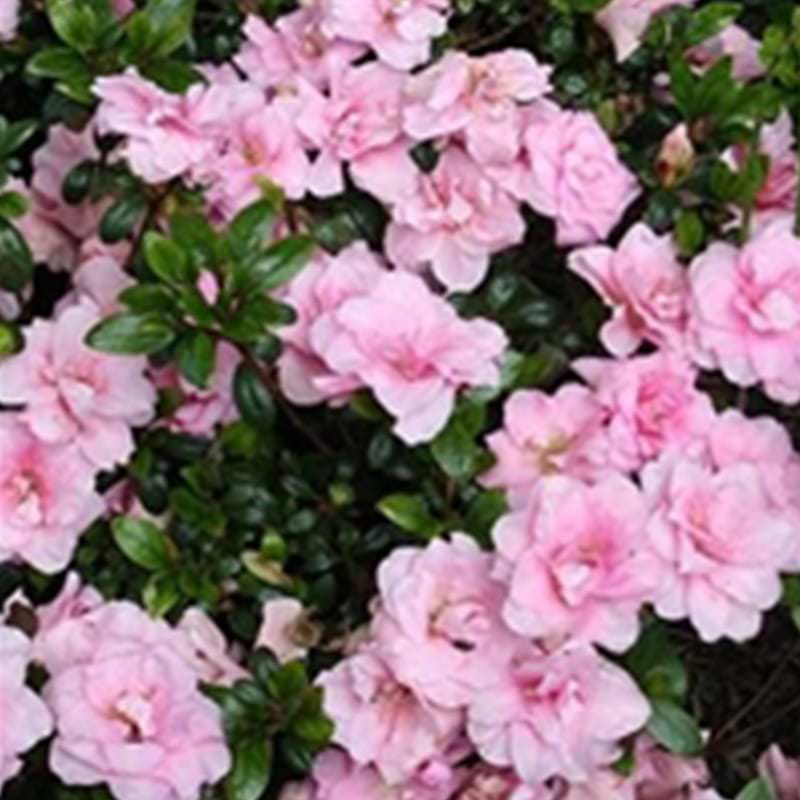 Rhododendron Jap. 'Scotian Rosebud' 20-25cm