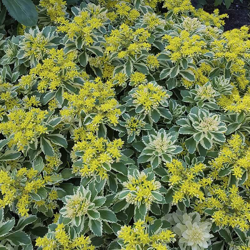 Sedum alantis