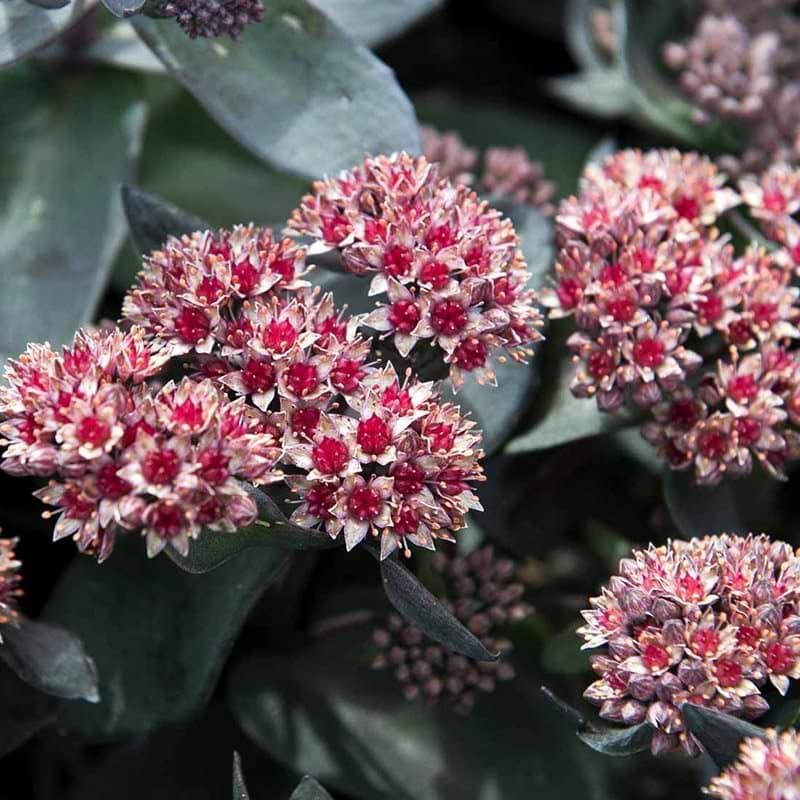 Stenurt blomster