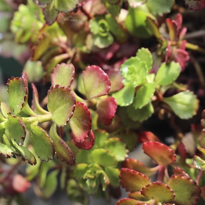 purpurteppich sedum spurium stenurt