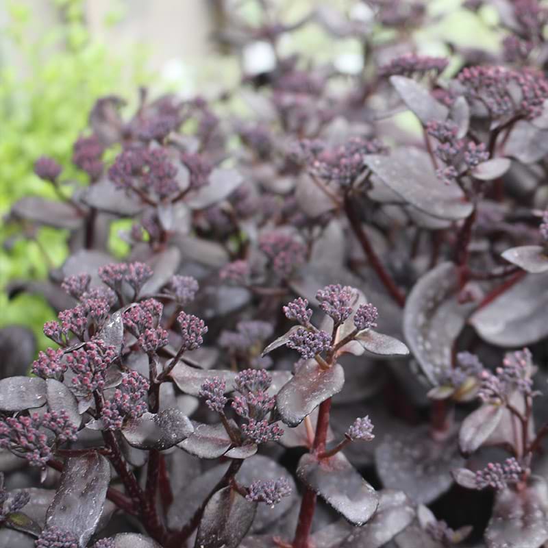 Sedum 'Touchdown Teak'