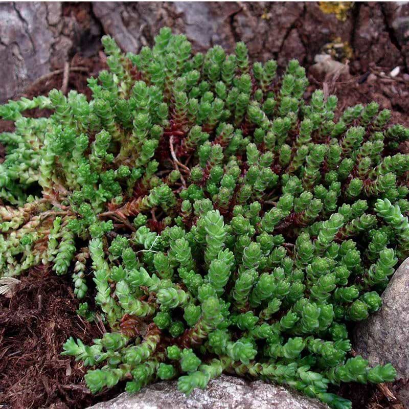 Sedum acre grøn