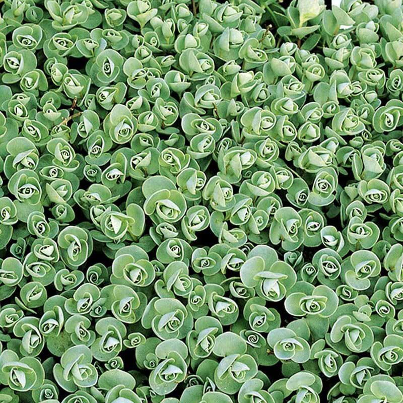 Høst stenurt Sedum ewersii