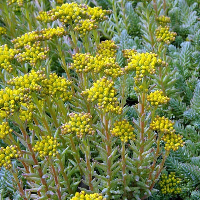 Sedum reflexum gul