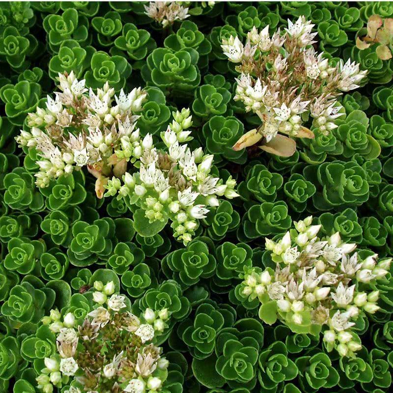 Stenurt Sedum spurium Album Superbum