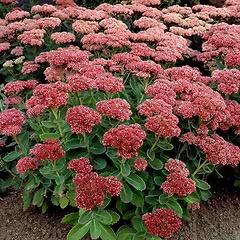 Sankthansurt (Sedum telephium 'Herbstfreude')