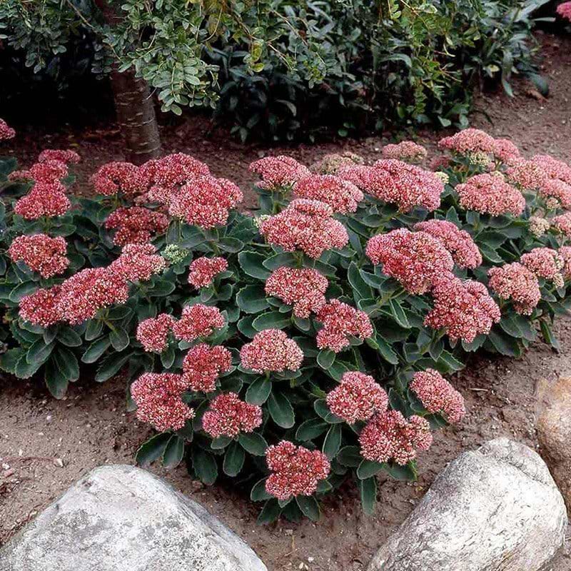 Sankthansurt (Sedum telephium 'Herbstfreude') - Flere varianter