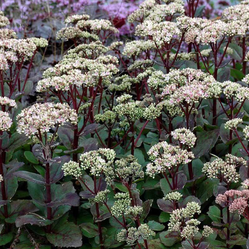 Sedum telephium Matrona