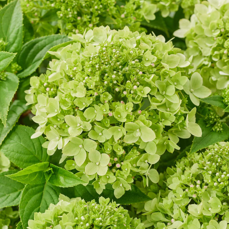 Hortensia (Hydrangea Pan. ’Living Little Apple') - Flere Varianter