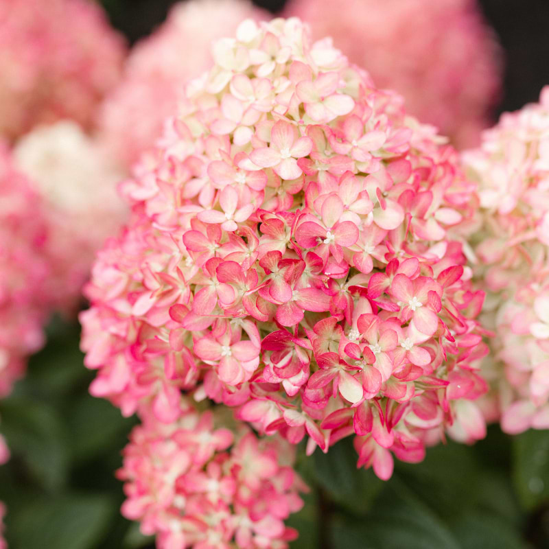 Hortensia (Hydrangea Pan. ’Living Little Love') Potte 2 L