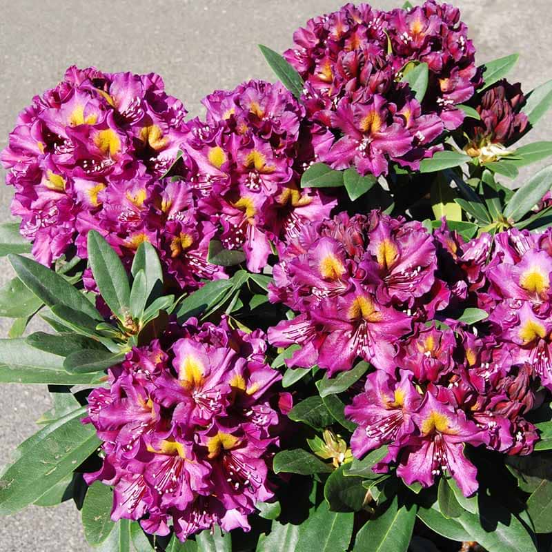 Rhododendron (Rhododendron 'September Blues' INKARHO) 30-40 cm