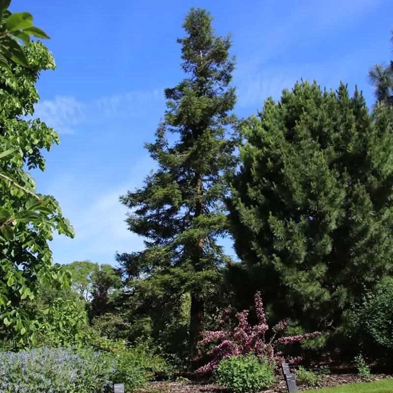 Rødtræ (Sequoia sempervirens) Flere Varianter