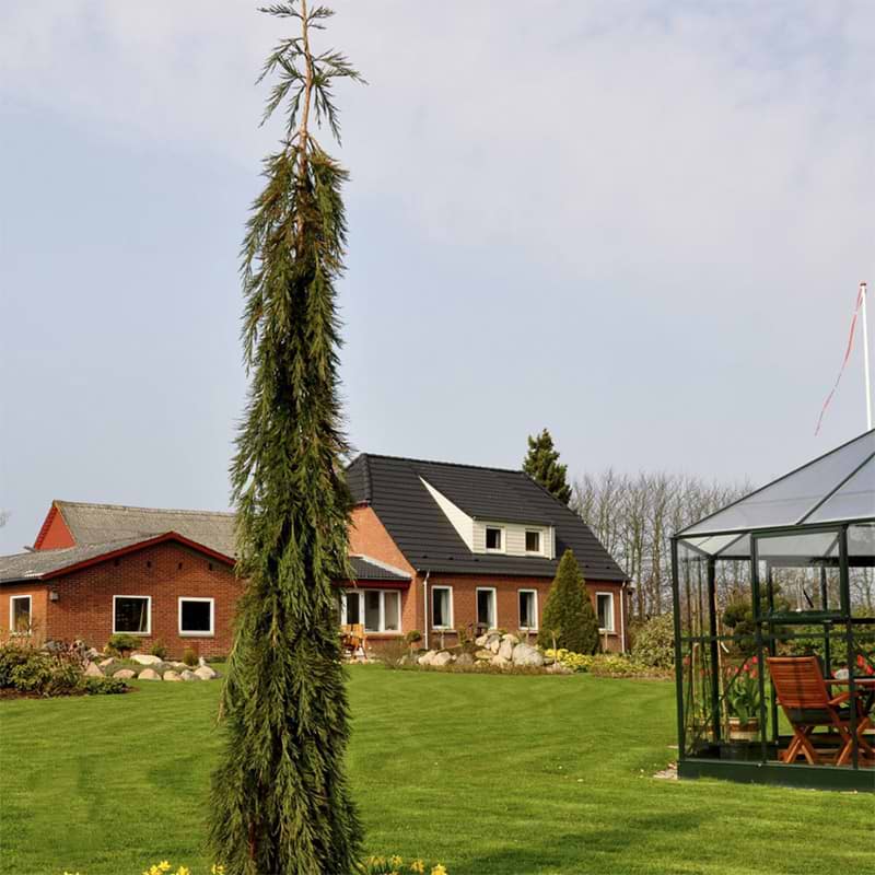 Mammuttræ hængende (Sequoiadendron gig. 'Pendulum')