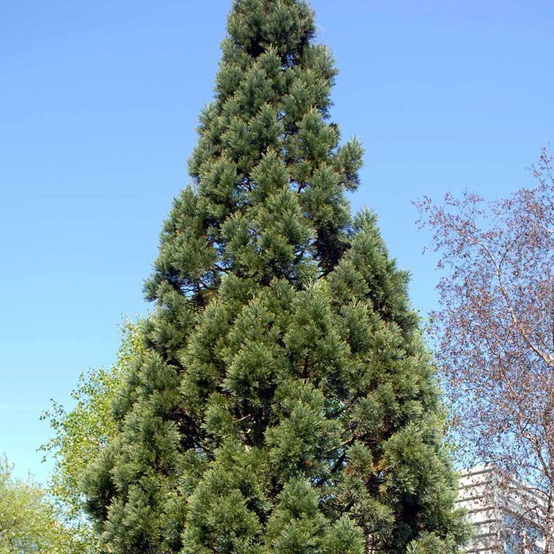 Sequoiadenron Giganteum Glaucum