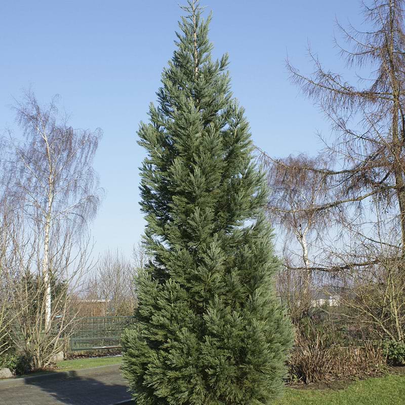 Mammuttræ (Sequoiadendron Giganteum 'Glaucum') 70-100 cm