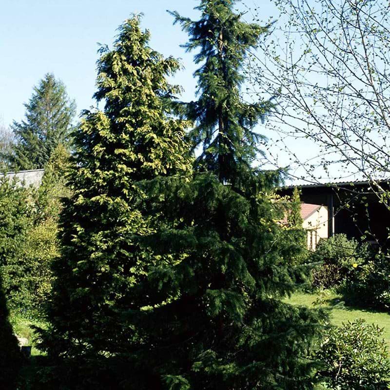 Serbisk gran abies omorika