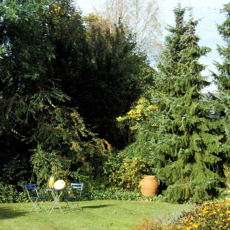 Picea omorika
