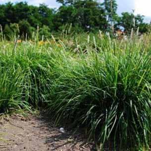 Blåaks (Sesleria autumnalis) Potte 2 liter