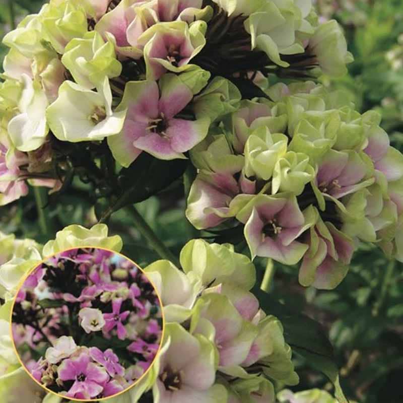 Høstfloks Phlox paniculata Sherbet blend