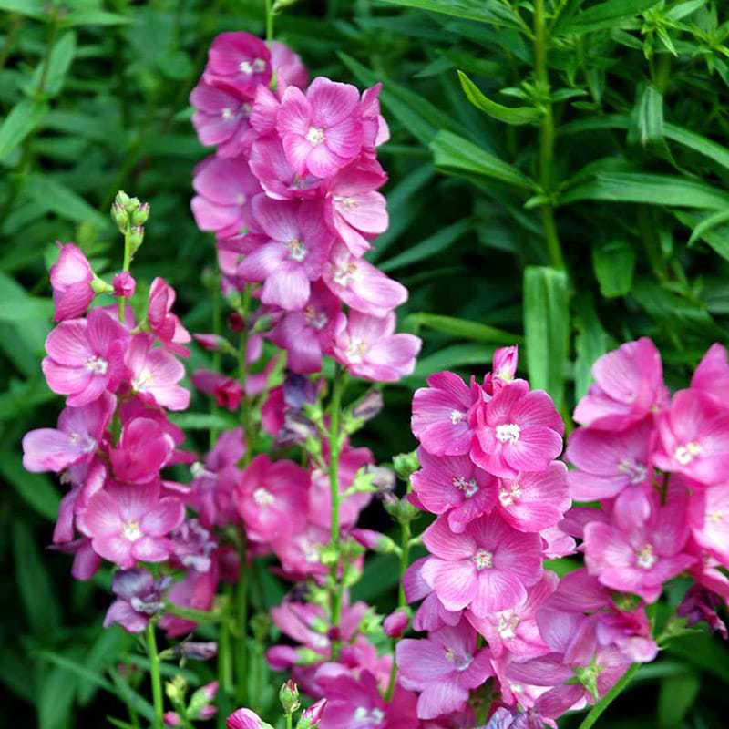 Silkekatost Sidalcea Mr. Lindbergh lilla