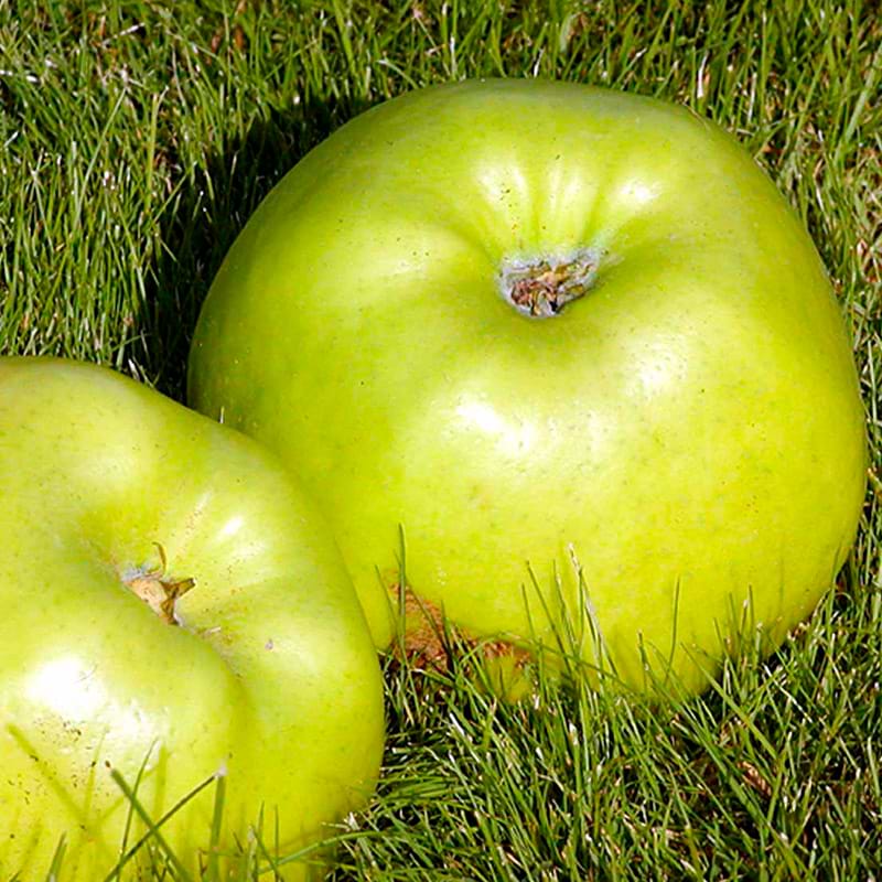 bletr Malus Domestica Signe Tillisch 5 8 Grene bletr-malus-domestica-signe-tillisch-5-8-grene