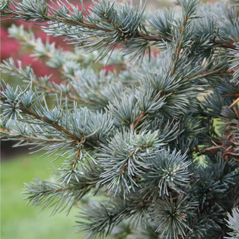 Silberspitz atlasceder 